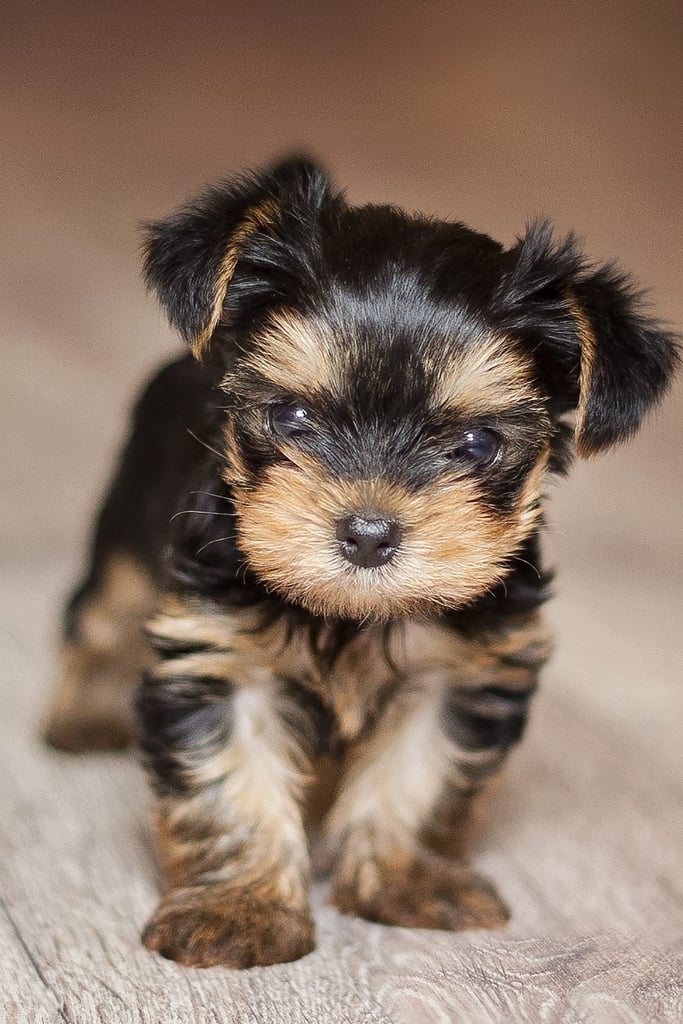 Baby Yorkshire Terrier