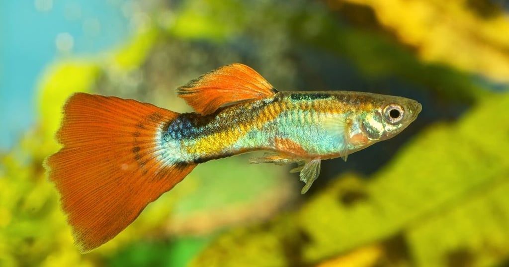 Decorations for aquarium