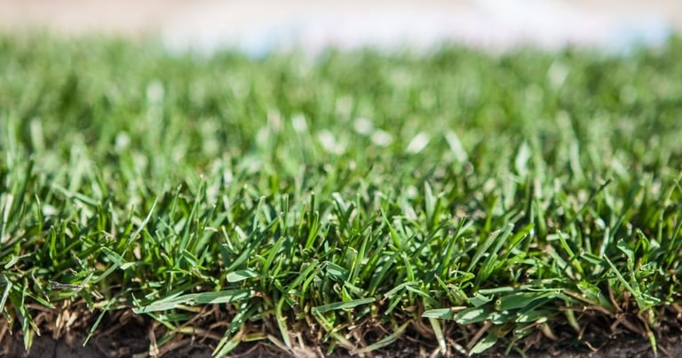 How Long Does It Take For Sod To Root 2