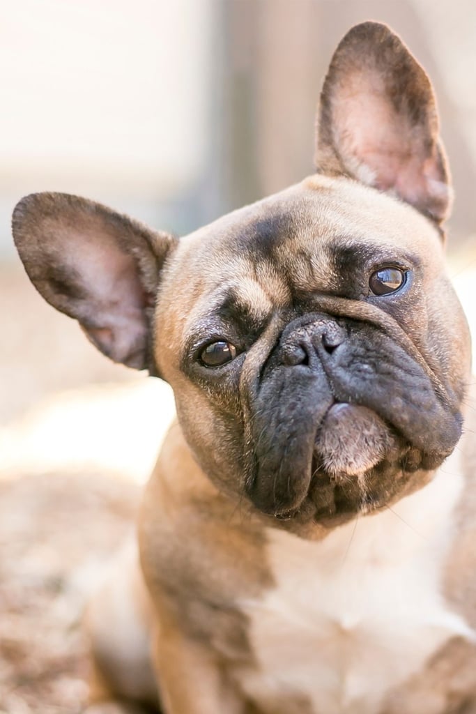 Fawn French Bulldog