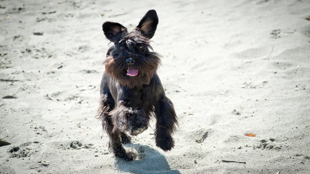 Miniature Schnauzer Exercise Needs