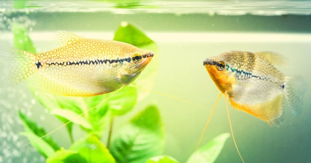 Full Wall Fish Tanks