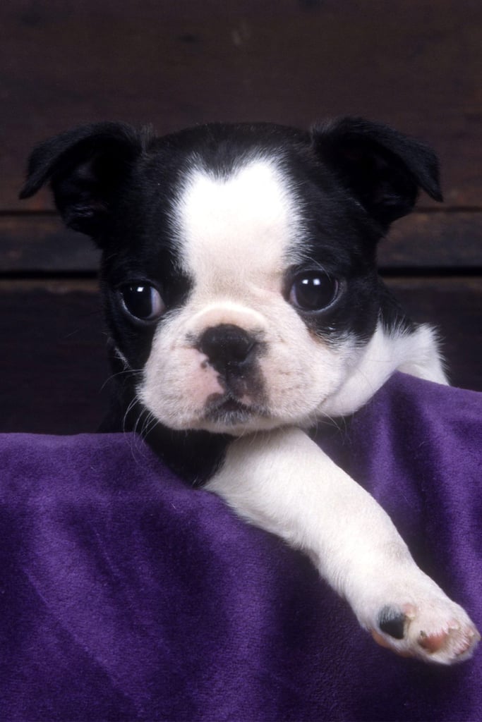 Boston Terrier Puppies Cute