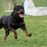Rottweiler Running in the Park