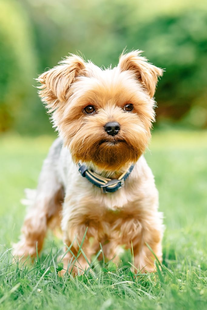 Yorkshire Terrier Grooming
