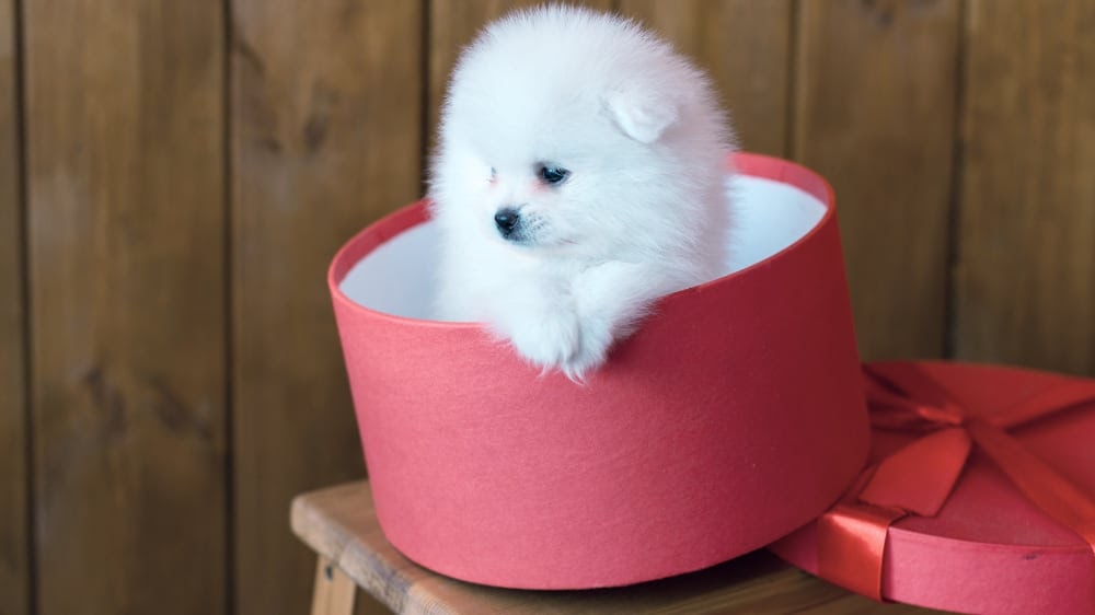 Fluffy Pomeranian in a Box