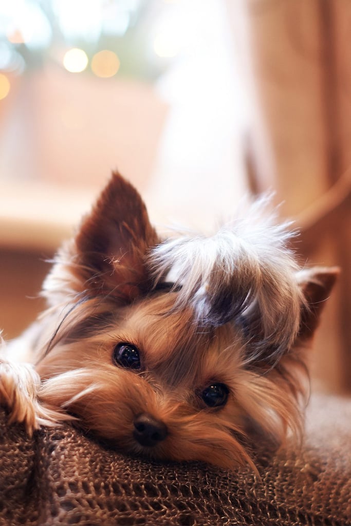 Yorkshire Terrier Haircut