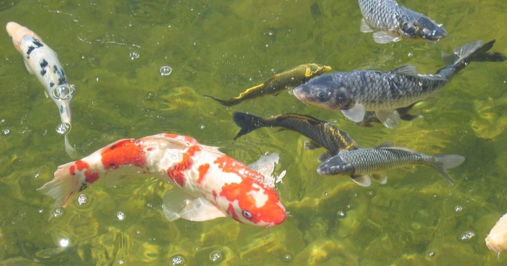 The future of koi fish