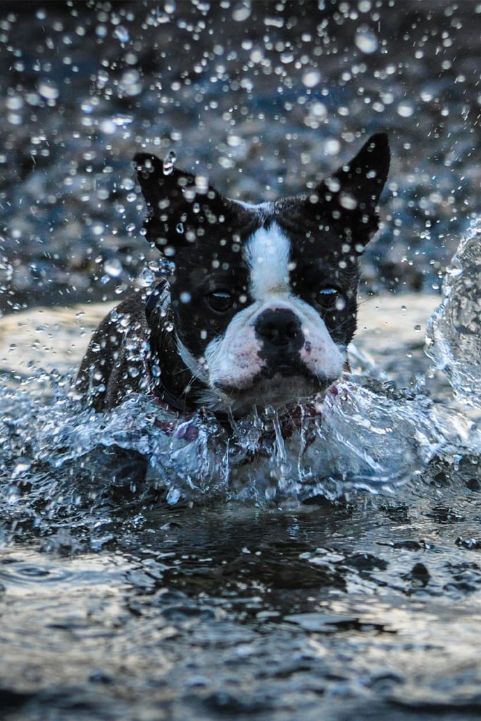 Brown Brindle Boston Terrier