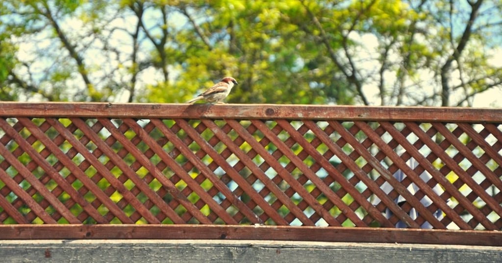 The Pros of a Lattice Fence