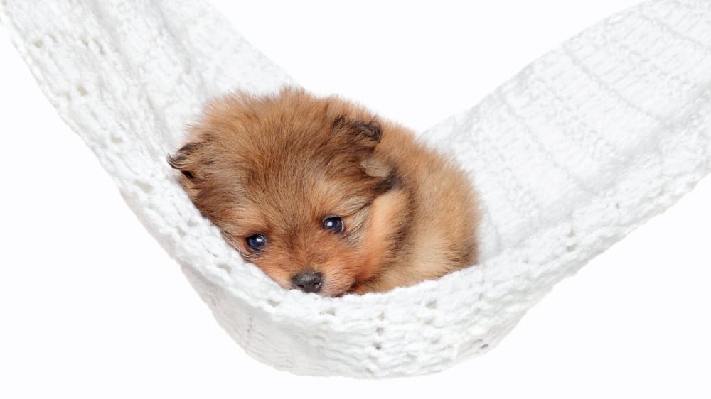 Pomeranian Puppy in a Hammock