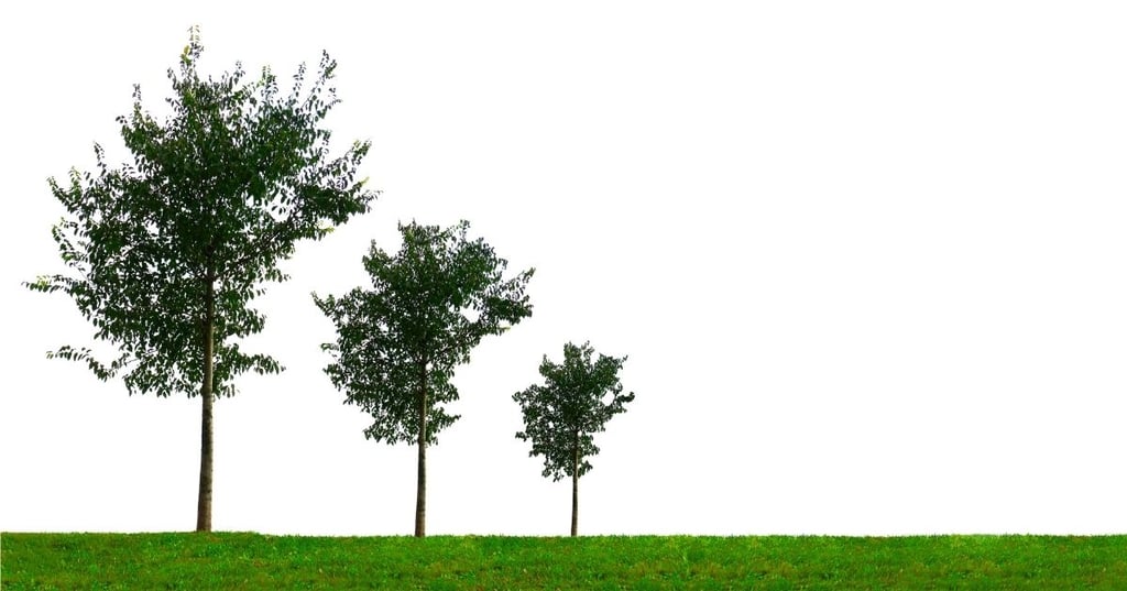 The 10 Fastest Growing Trees for Your Garden