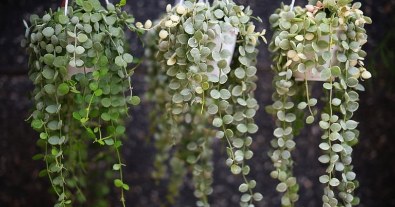 Why hanging plants are the new must have home decor item