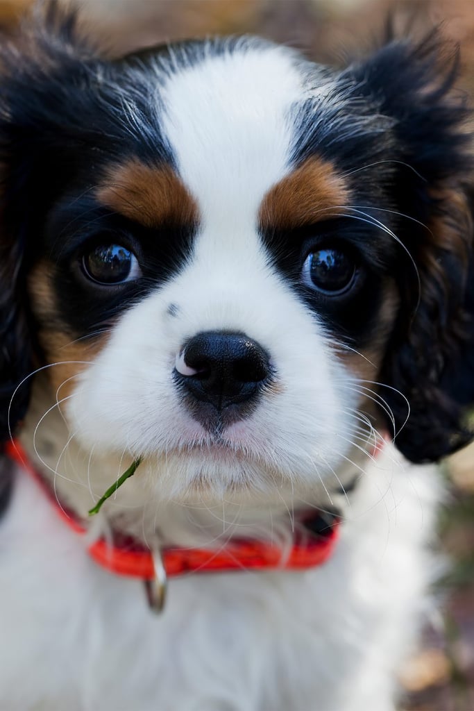 Tri Cavalier King Charles Spaniel Puppy