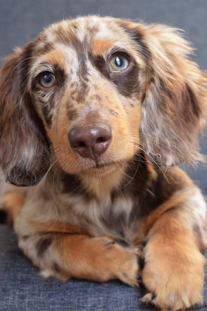 Dapple Dachshund Dog