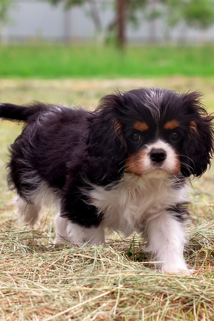 Cavalier King Charles Spaniel Puppy 1