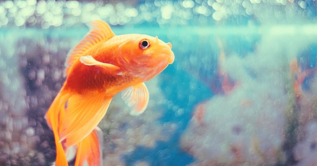 A Fish Tank Wall is a Great Way to Add Life to Your Home