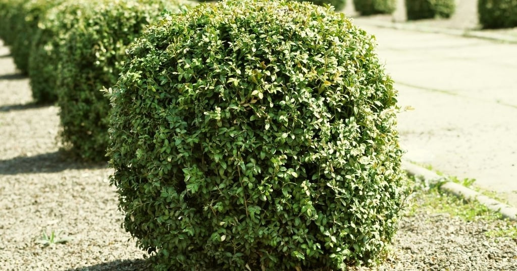 Get it right the first time choosing the perfect tree for your garden.