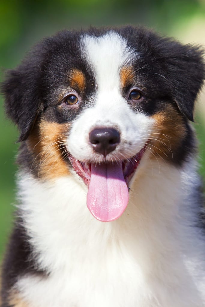 Aussie Shepherd Puppy