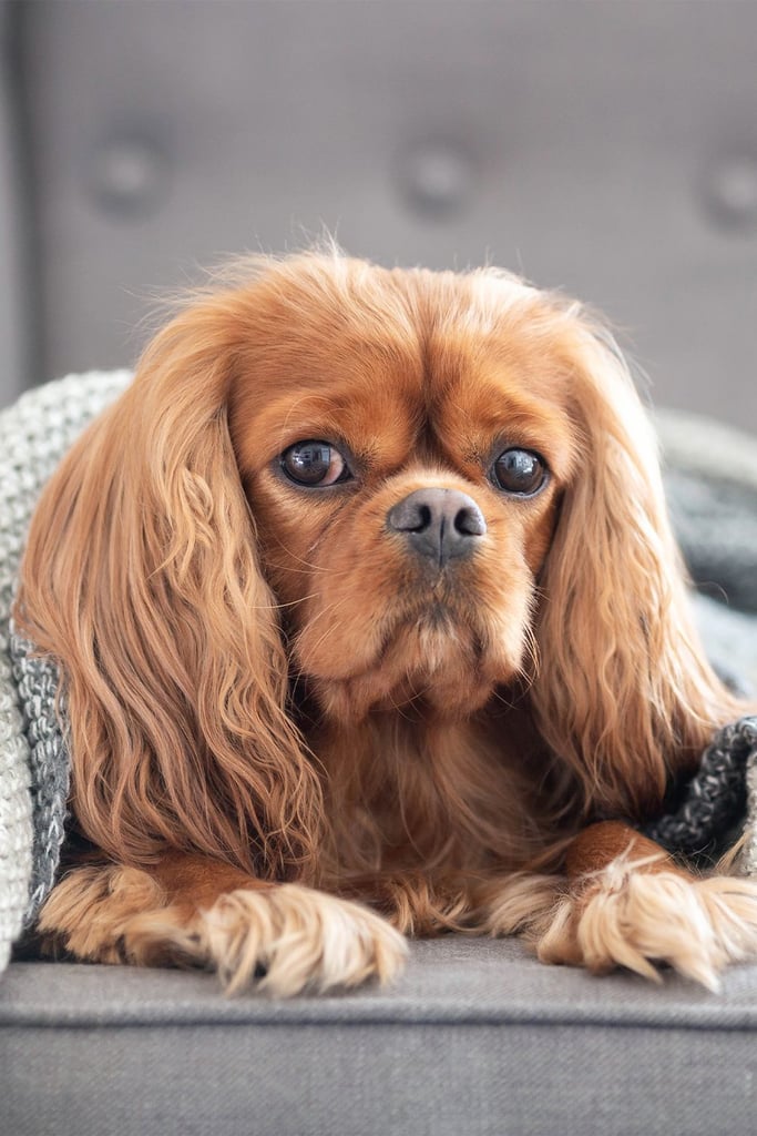 Ruby Cavalier King Charles Spaniel