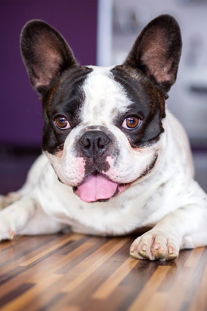 French Bulldog Full Grown