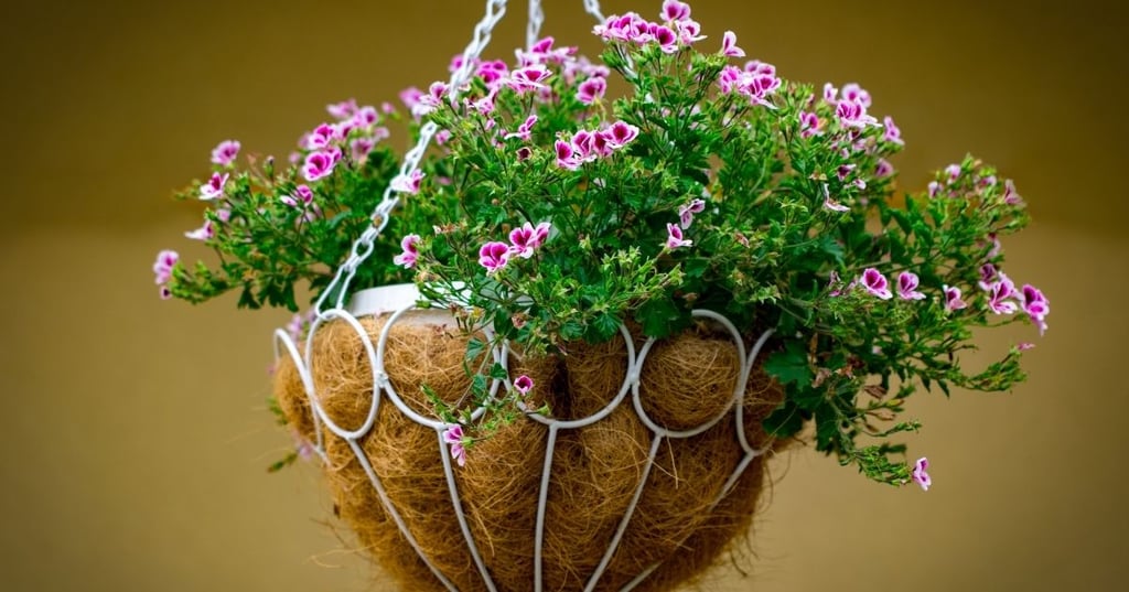 How to Care for Hanging Plants