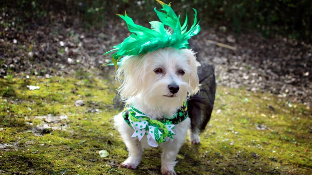 Funny Havanese Puppy Green Hat