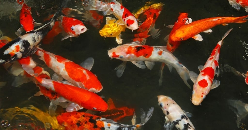 The Vibrant World of Koi Fish