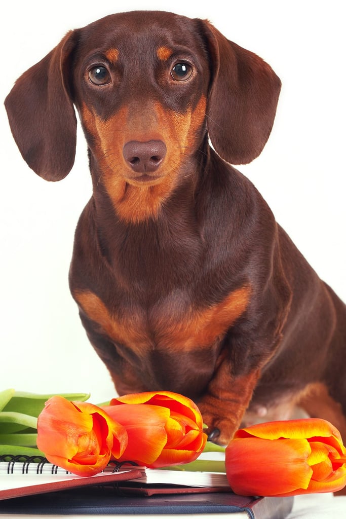 Cute Dachshund Puppies Black and Tan