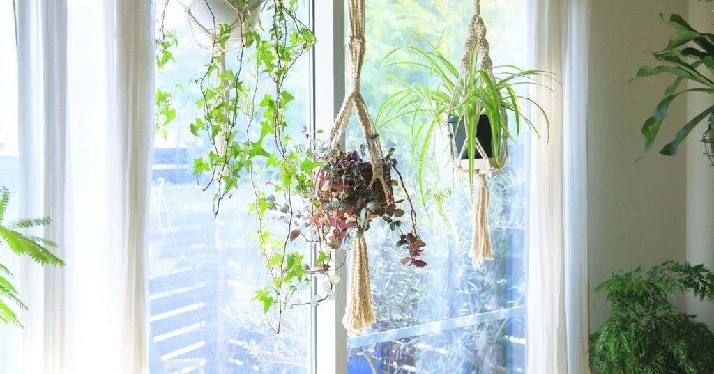Hanging Plants The Best Way to Bring Life Into Your Home