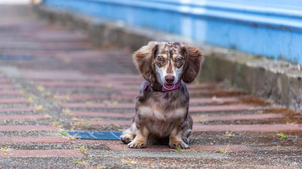 Dapple Dachshund Tired after Walk