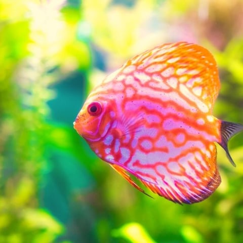 What decorations do fish like