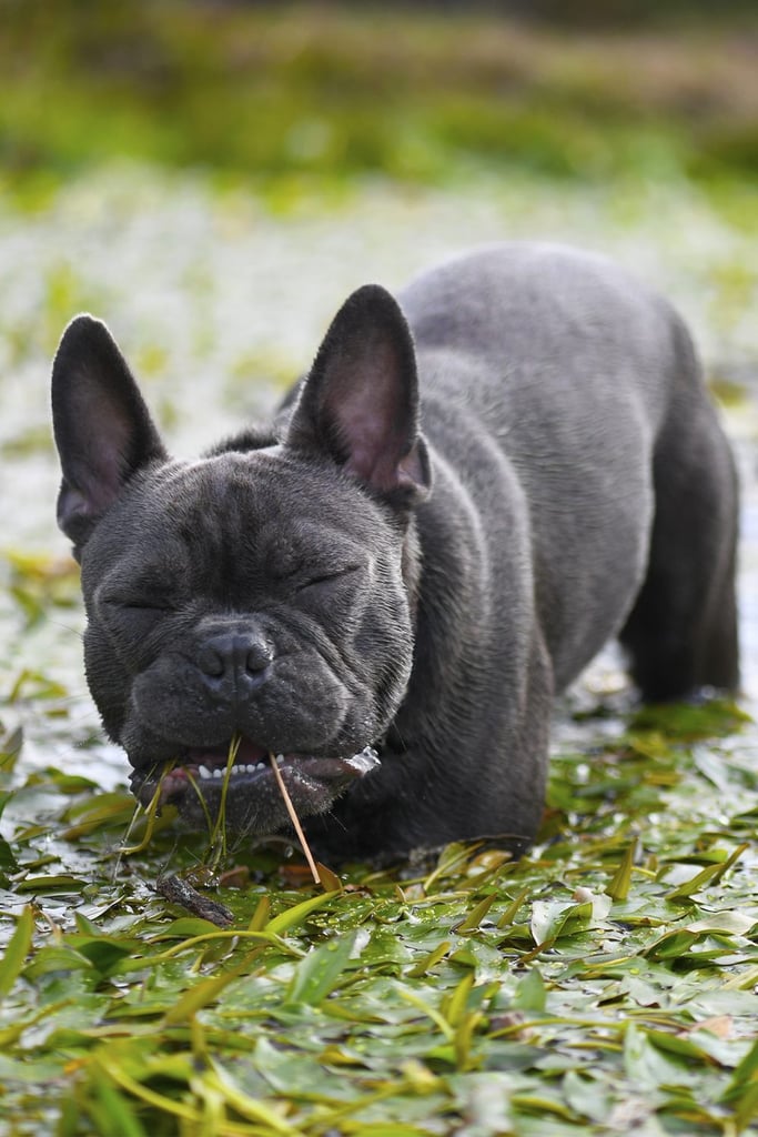 Cute Black French Bulldog