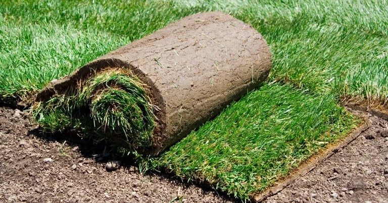 What Happens if you Don’t Mow New Sod