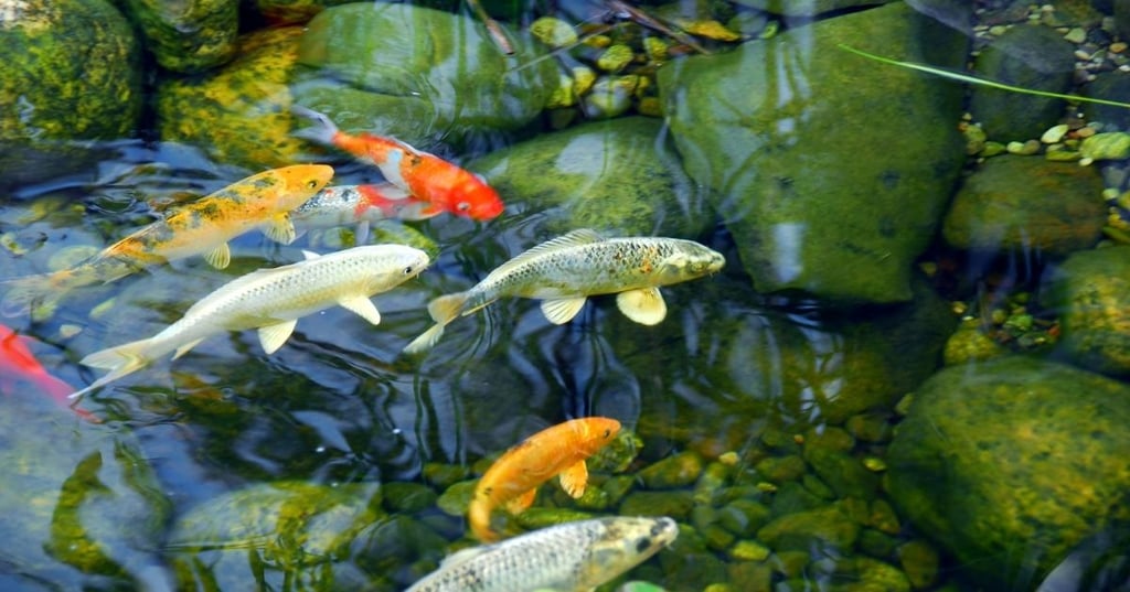 Enjoy the serenity of your koi pond