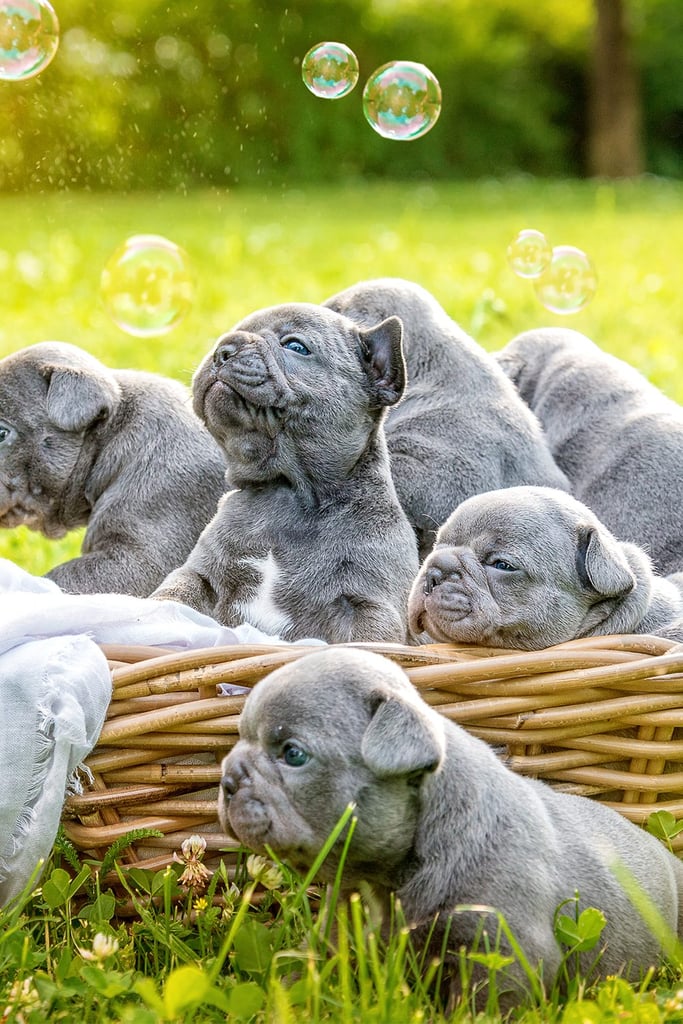 A Bunch Of Frech Bulldogs
