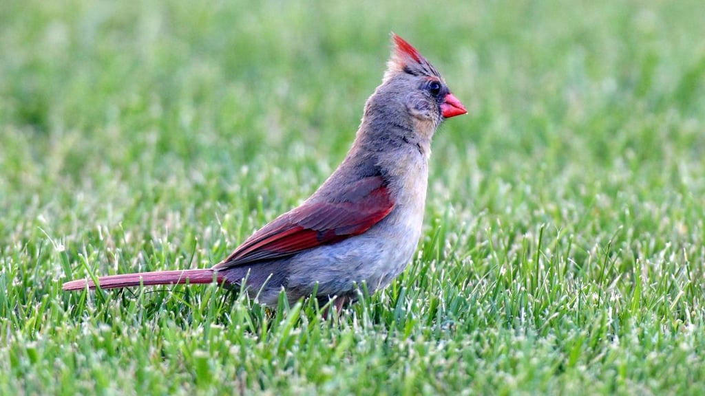 Bird Friendly Conservation