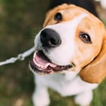 Beagle Dogs