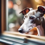 An Italian Greyhound looking out the window of a quaint Italian cafe