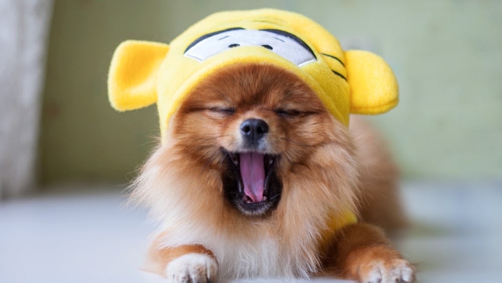 Sleepy Pomeranian Puppy
