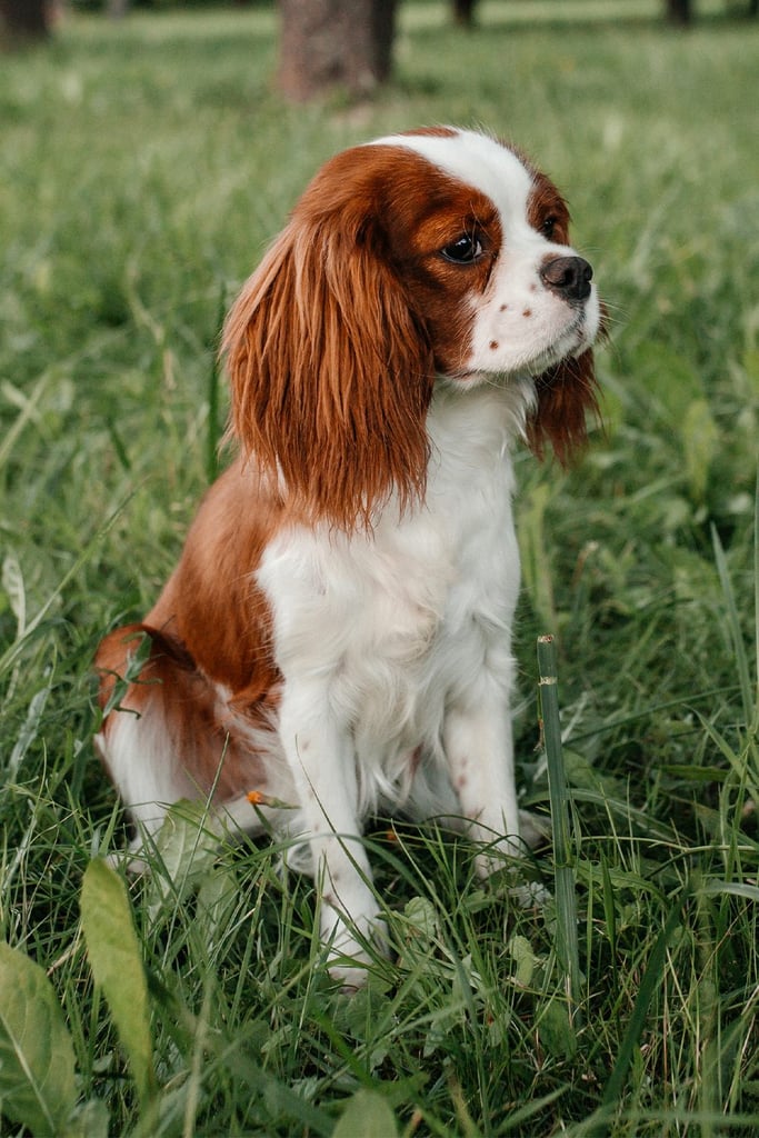 Cute Cavalier King Charles Spaniel Puppy