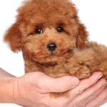 25 Poodle Puppies