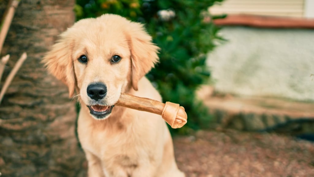 How do I get my golden retriever to stop biting