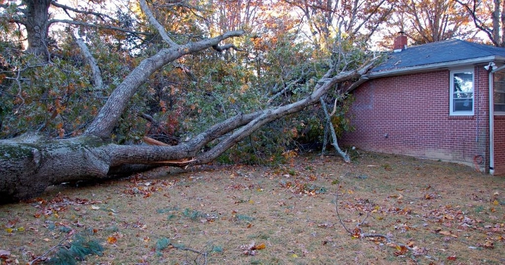 The Worst Trees to Plant for Sunlight Blocking