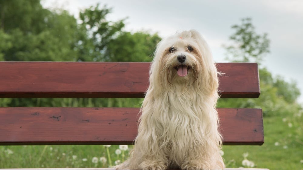 Cute Havanese Puppy Sitting On Bench