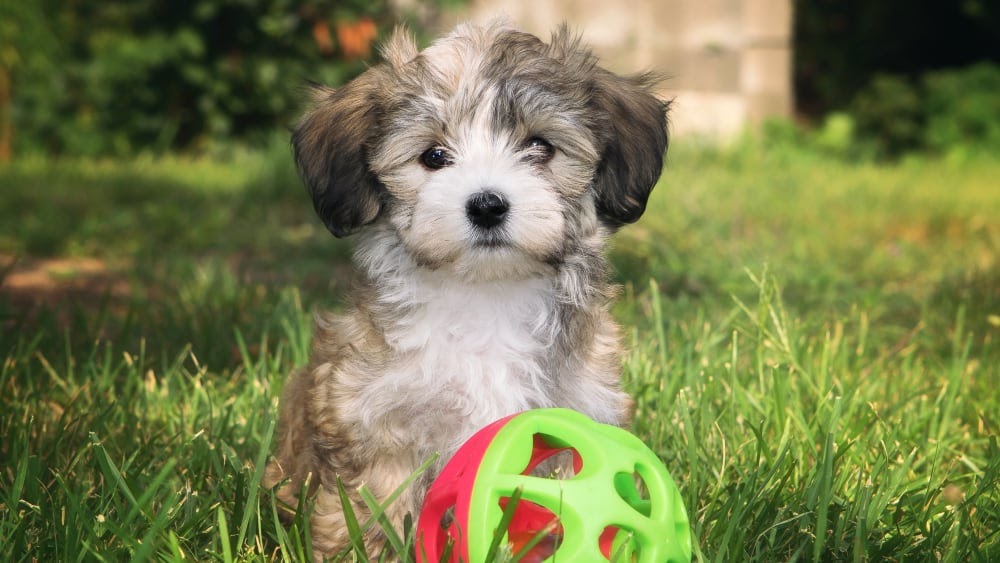 Cute Havanese Puppies Outdoors