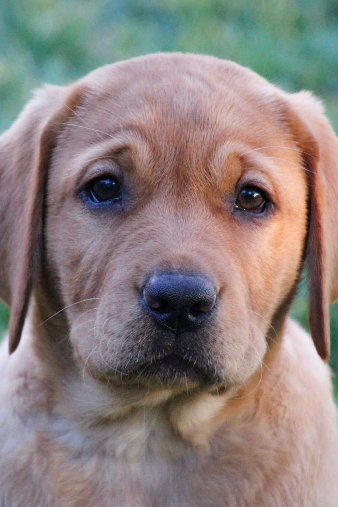 Red Labrador Puppy