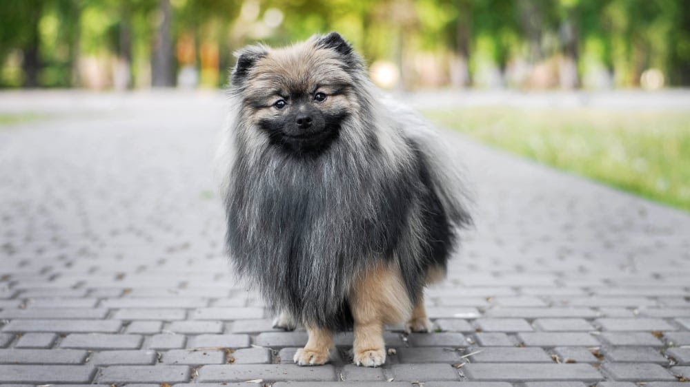 Funny Pomeranian at the Park