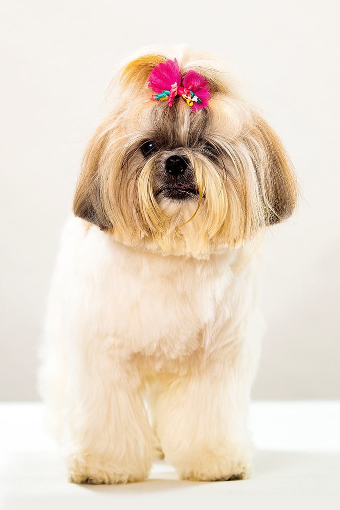 Female Shih Tzu Dog
