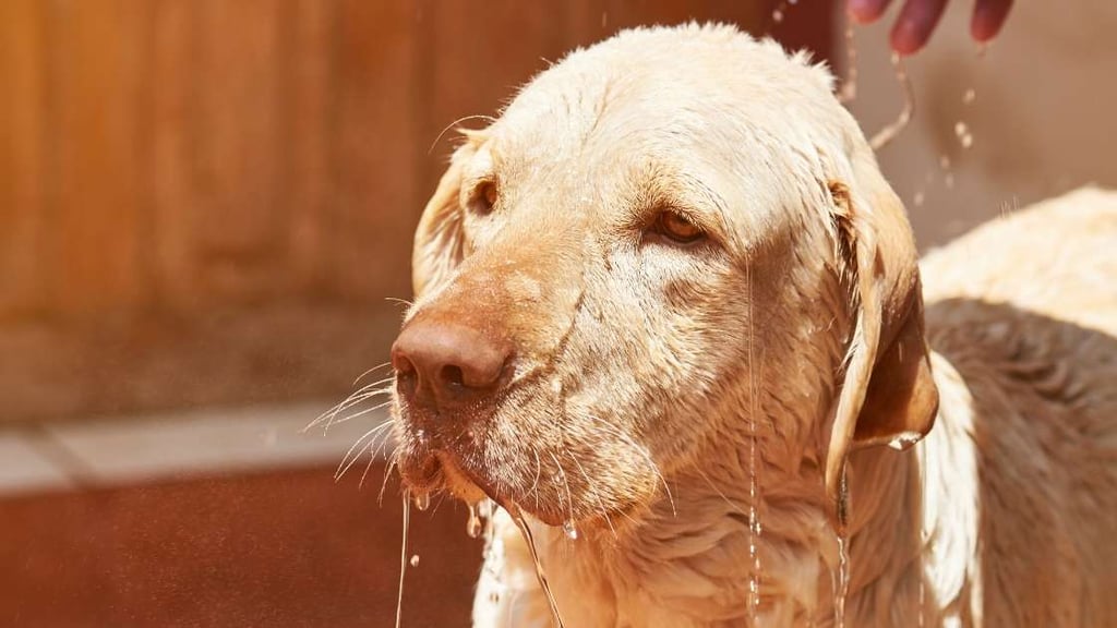 Labrador Retriever Grooming and Care